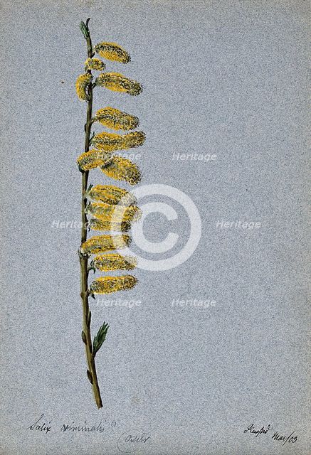 Basket willow (Salix viminalis): flowering stem, 1903. Creator: Unknown.
