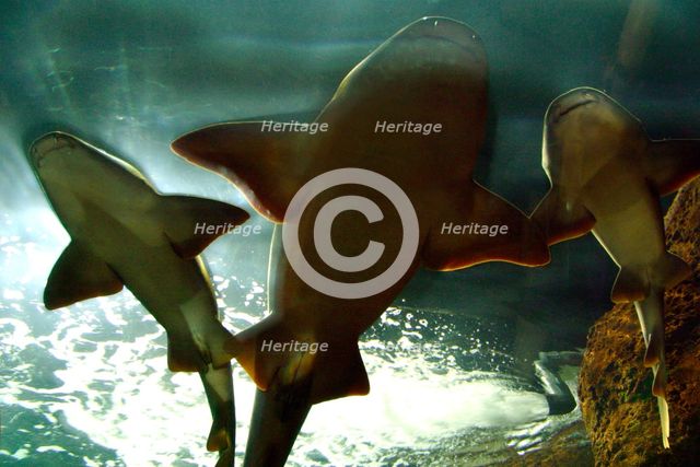 Basking sharks in the aquarium, Loro Parque, Tenerife, Canary Islands, 2007. Creator: Peter Thompson.
