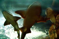 Basking sharks in the aquarium, Loro Parque, Tenerife, Canary Islands, 2007. Creator: Peter Thompson