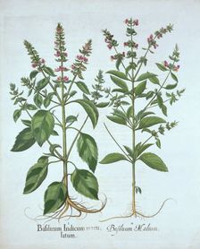 Basil, from Hortus Eystettensis by Basil Besler (1561-1629), pub. 1613 (hand-coloured engraving)