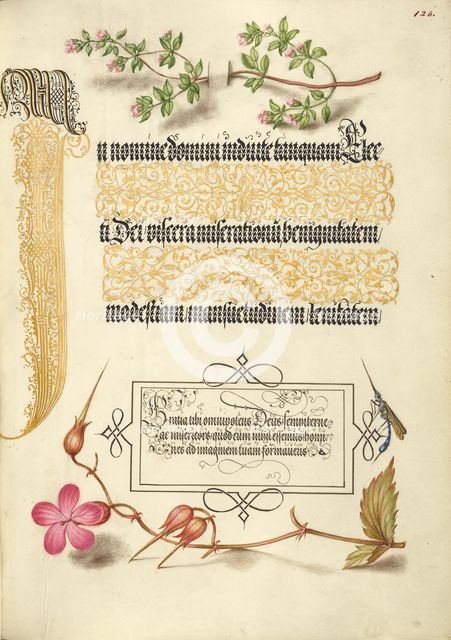 Basil Thyme, Insect, and Herb Robert, 1561-1562; illumination added 1591-1596. Creator: Joris Hoefnagel.