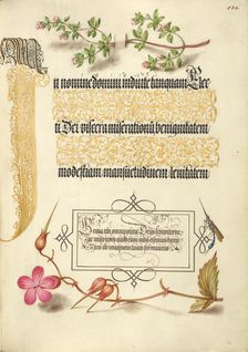 Basil Thyme, Insect, and Herb Robert, 1561-1562; illumination added 1591-1596. Creator: Joris Hoefnagel
