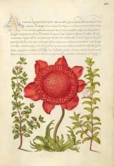 Basil Thyme, Poppy Anemone, and Myrtle, 1561-1562; illumination added 1591-1596. Creator: Joris Hoefnagel