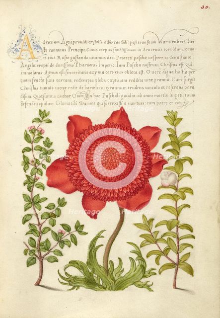 Basil Thyme, Poppy Anemone, and Myrtle, 1561-1562; illumination added 1591-1596. Creator: Joris Hoefnagel.