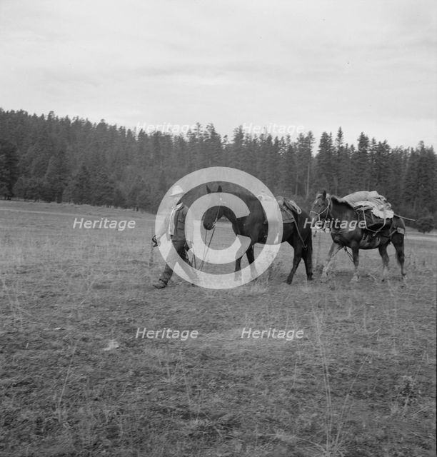 Basque sheep herder leading pack train down from summer camp, Bear Valley, Adams County, Idaho, 1939 Creator: Dorothea Lange.