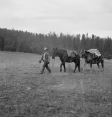 Basque sheep herder leading pack train down from summer camp, Bear Valley, Adams County, Idaho, 1939 Creator: Dorothea Lange