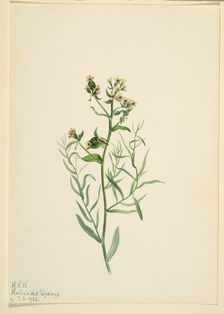 Bastard Toadflax (Comandra pallida), 1923. Creator: Mary Vaux Walcott