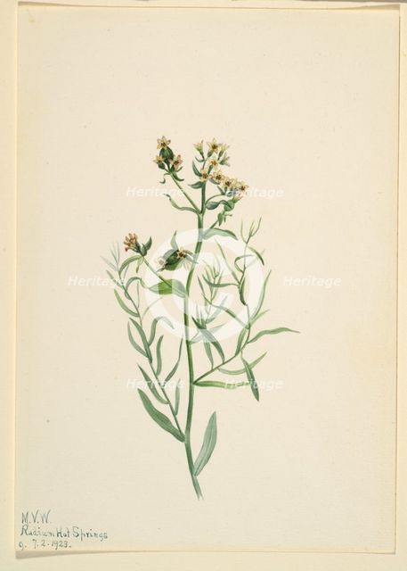 Bastard Toadflax (Comandra pallida), 1923. Creator: Mary Vaux Walcott.