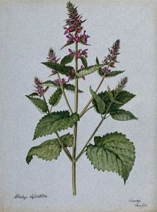 Betony (Stachys officinalis): flowering stem, 1903. Creator: Unknown