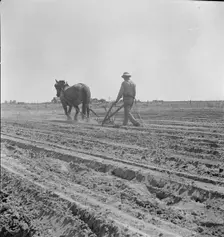 Between Laton and Fowler, central San Joaquin Valley, California, 1938. Creator: Dorothea Lange