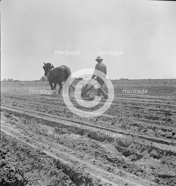 Between Laton and Fowler, central San Joaquin Valley, California, 1938. Creator: Dorothea Lange.