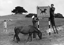 Beware of animals AA road sign in Lyndhurst, New Forest 1955. Creator: Unknown