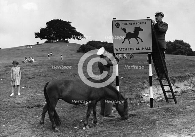 Beware of animals AA road sign in Lyndhurst, New Forest 1955. Creator: Unknown.