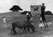 Beware of animals AA road sign in Lyndhurst, New Forest 1955. Creator: Unknown