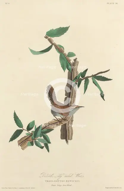 Bewick's Long-tailed Wren, 1827. Creator: Robert Havell.