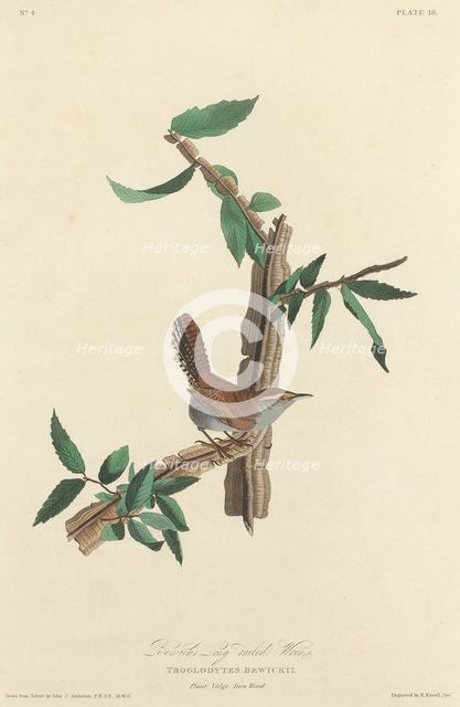 Bewick's Long-tailed Wren, 1827. Creator: Robert Havell.