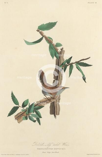 Bewick's Long-tailed Wren, 1827. Creator: Robert Havell.