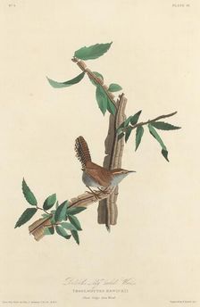 Bewick's Long-tailed Wren, 1827. Creator: Robert Havell