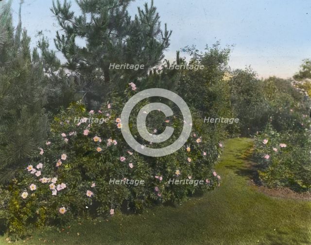 "Beacon Hill House," Arthur Curtiss James house, Beacon Hill Road, Newport, Rhode Island, 1917. Creator: Frances Benjamin Johnston.
