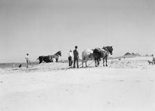 Beach scene with horses, East Hampton, Long Island, between 1933 and 1942. Creator: Arnold Genthe
