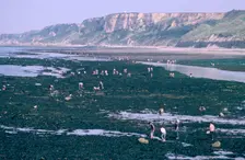 Beachcombers at Port-en-Bessin, Normandy, France. Creator: Peter Thompson
