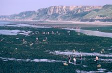 Beachcombers at Port-en-Bessin, Normandy, France. Creator: Peter Thompson