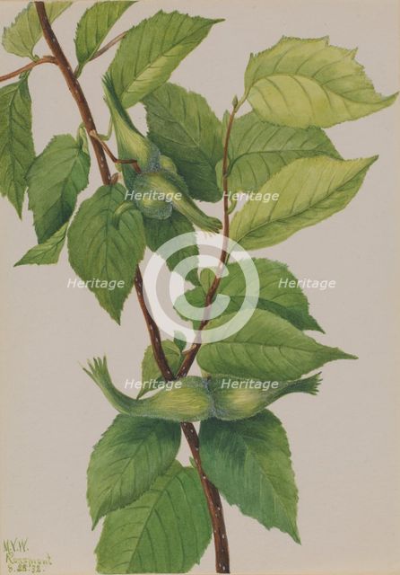 Beaked Hazelnut (Corylus rostrata), 1932. Creator: Mary Vaux Walcott.