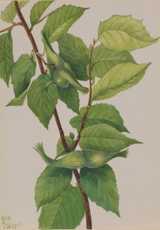 Beaked Hazelnut (Corylus rostrata), 1932. Creator: Mary Vaux Walcott