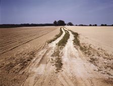 Bean field under cultivation, Seabrook Farm, Bridgeton, N.J., 1942[?]. Creators: Marion Post Wolcott, John Collier