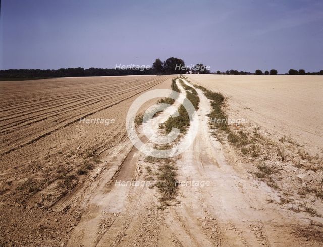 Bean field under cultivation, Seabrook Farm, Bridgeton, N.J., 1942[?]. Creators: Marion Post Wolcott, John Collier.