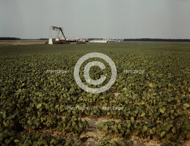 Bean field and canning factory, Seabrook Farm, Bridgeton, N.J., 1942. Creator: John Collier.