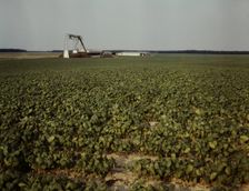 Bean field and canning factory, Seabrook Farm, Bridgeton, N.J., 1942. Creator: John Collier