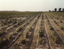 Bean fields, Seabrook Farm, Bridgeton, N.J., 1942. Creator: John Collier