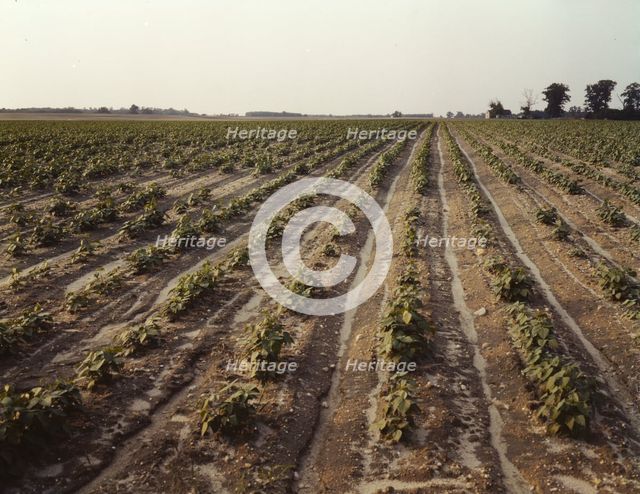 Bean fields, Seabrook Farm, Bridgeton, N.J., 1942. Creator: John Collier.