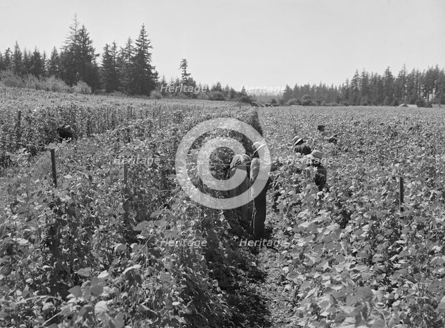 Bean pickers at harvest time, near West Stayton, Marion County, Oregon, 1939. Creator: Dorothea Lange.