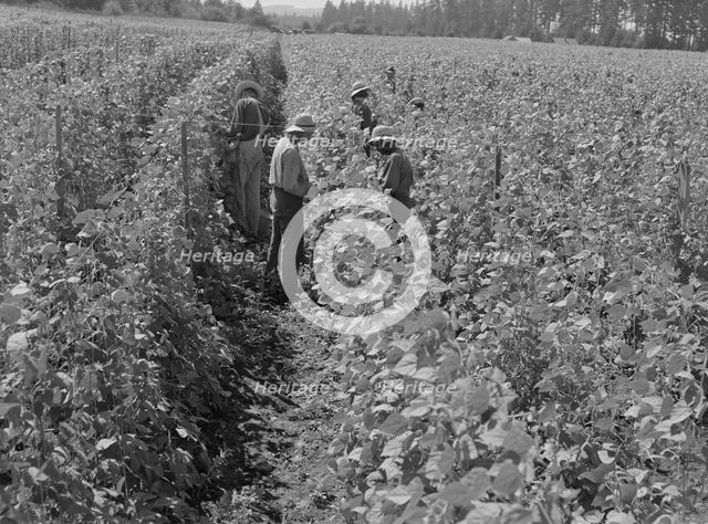 Bean pickers at harvest time Oregon, Marion County, near West Stayton, Marion County, Oregon, 1939. Creator: Dorothea Lange.
