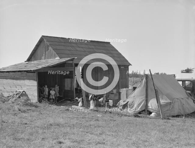 Bean pickers camp in grower's yard - no running..., near West Stayton, Marion County, Oregon, 1939. Creator: Dorothea Lange.