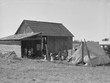 Bean pickers camp in grower's yard - no running..., near West Stayton, Marion County, Oregon, 1939. Creator: Dorothea Lange