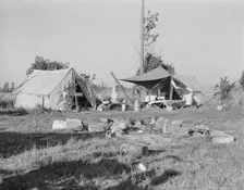 Bean pickers camp,Oregon, Marion county, near West Stayton, Oregon, 1939. Creator: Dorothea Lange