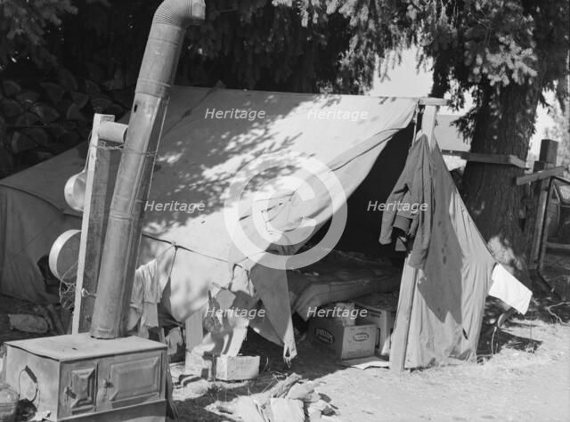 Bean pickers tent, one of fourteen in a group..., near West Stayton Marion County, Oregon, 1939. Creator: Dorothea Lange.