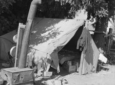 Bean pickers tent, one of fourteen in a group..., near West Stayton Marion County, Oregon, 1939. Creator: Dorothea Lange