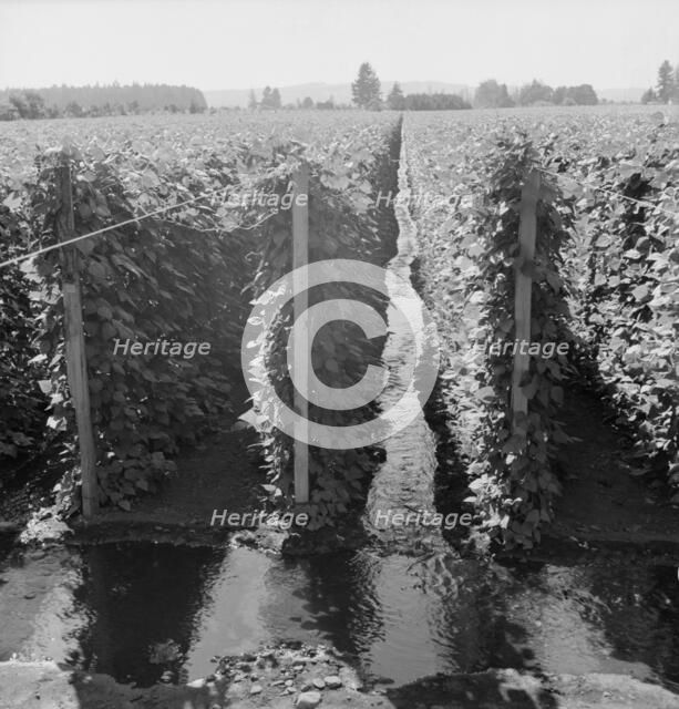 Beanfield showing irrigation, near West Stayton, Marion County, Oregon, 1939. Creator: Dorothea Lange.