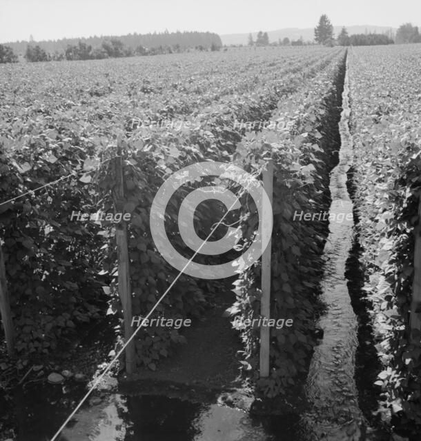 Beanfield showing irrigation, near West Stayton, Marion County, Oregon, 1939. Creator: Dorothea Lange.