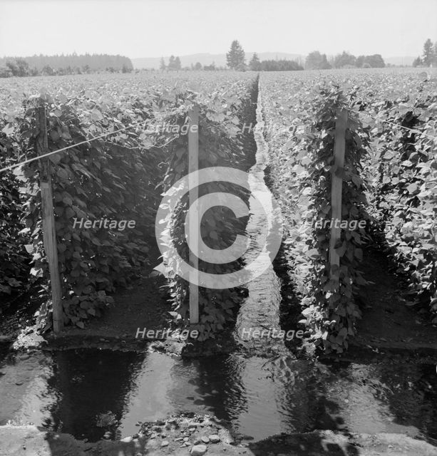 Beanfield showing irrigation, near West Stayton, Marion County, Oregon, 1939. Creator: Dorothea Lange.