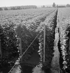 Beanfield showing irrigation, near West Stayton, Marion County, Oregon, 1939. Creator: Dorothea Lange