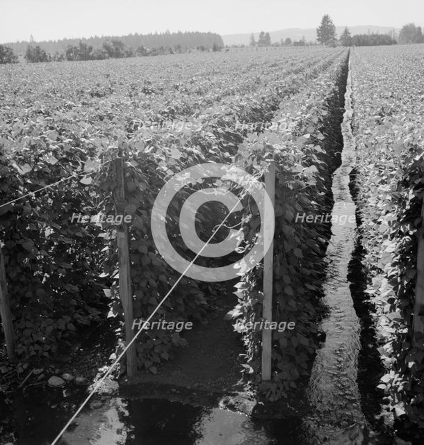 Beanfield showing irrigation, near West Stayton, Marion County, Oregon, 1939. Creator: Dorothea Lange.