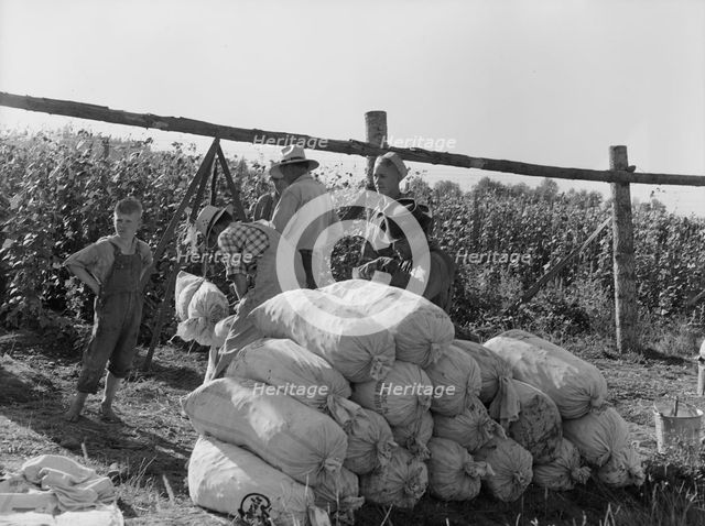 Beanfield - weigh scales, pickers, and sacked beans at edge of..., near West Stayton, Oregon, 1939. Creator: Dorothea Lange.