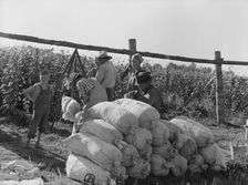 Beanfield - weigh scales, pickers, and sacked beans at edge of..., near West Stayton, Oregon, 1939. Creator: Dorothea Lange