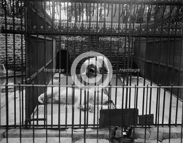 Bear pit, Belle Isle Park, Detroit, Mich., between 1900 and 1910. Creator: Unknown.