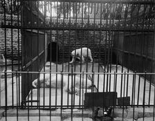 Bear pit, Belle Isle Park, Detroit, Mich., between 1900 and 1910. Creator: Unknown